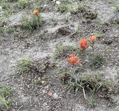 Castilleja lindheimeri