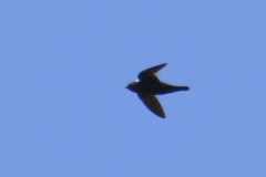 Streptoprocne semicollaris