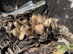 Coprinopsis variegata