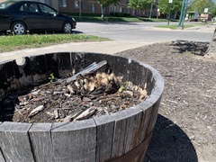 Coprinopsis variegata