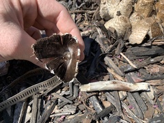 Coprinopsis variegata