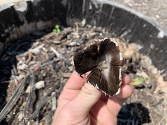 Coprinopsis variegata