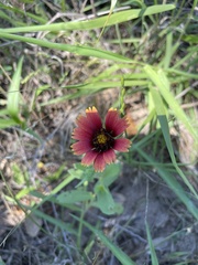 Gaillardia amblyodon