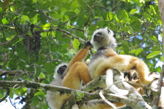 Propithecus diadema