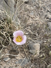 Calochortus ciscoensis