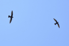 Streptoprocne semicollaris