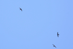 Streptoprocne semicollaris