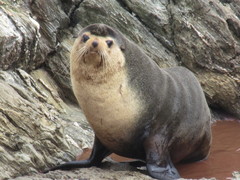 Arctocephalus tropicalis