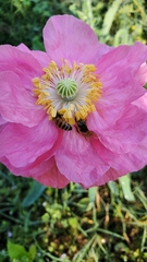 Papaver somniferum