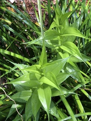 Gloriosa superba