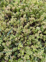 Polycarpon tetraphyllum tetraphyllum
