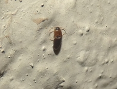 Aeoloides
