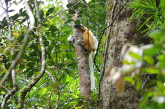 Propithecus diadema