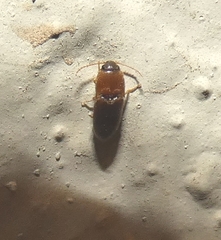 Aeoloides