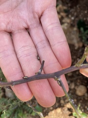 Crioceris paracenthesis