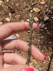 Crioceris paracenthesis