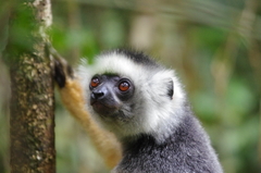 Propithecus diadema