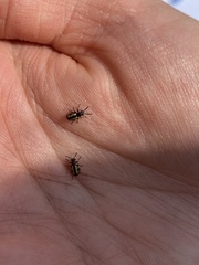 Crioceris paracenthesis