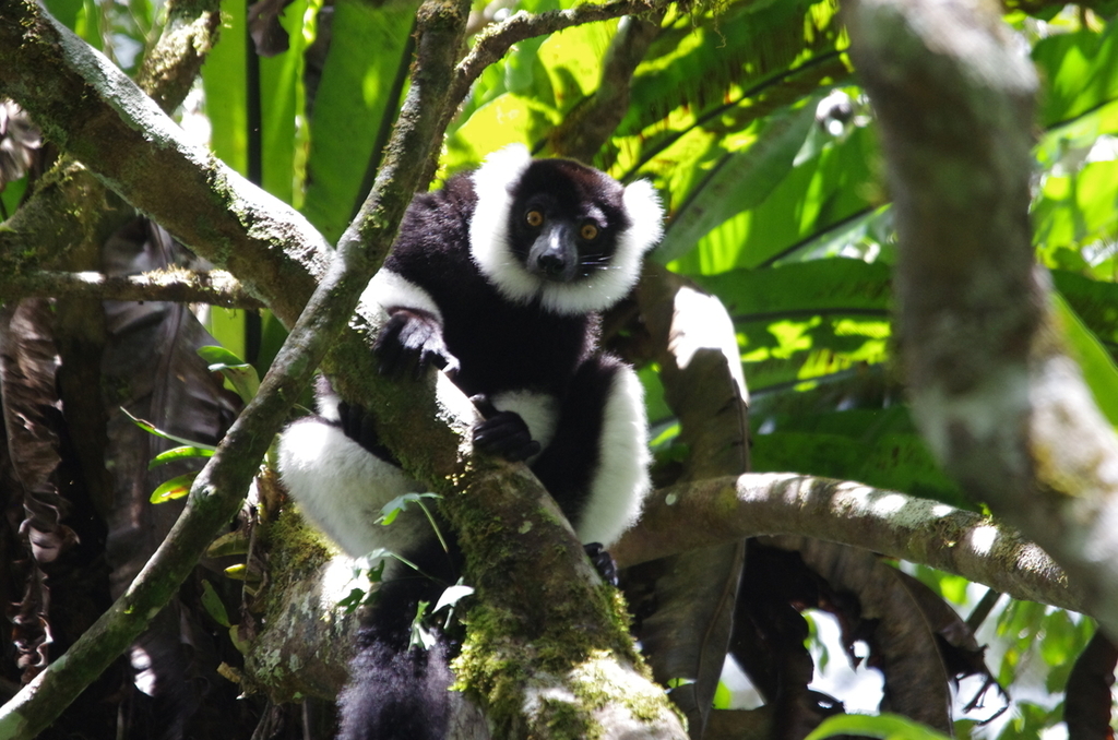 Black-and-white Ruffed Lemur (Varecia variegata) · iNaturalist