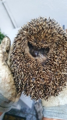 Erinaceus europaeus
