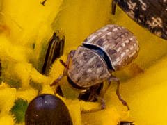 Trigonorhinus limbatus