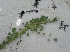 Atriplex billardierei