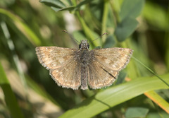 Erynnis tages
