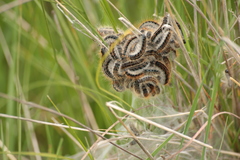 Malacosoma castrense