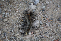 Aphaenogaster senilis