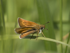 Thymelicus acteon