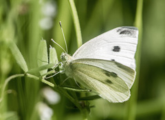 Pieris rapae