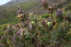 Protea coronata