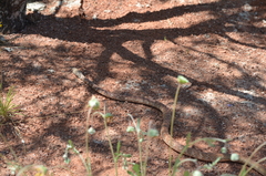 Masticophis flagellum