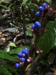Miconia trichocalyx