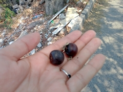 Vitex mollis