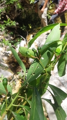 Damburneya salicifolia