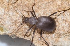 Cychrus italicus