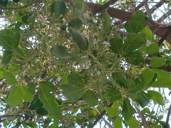 Vitex mollis