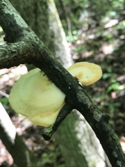 Neofavolus americanus