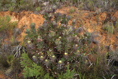 Protea coronata