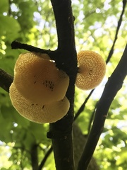 Neofavolus americanus