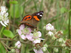 Vanessa gonerilla ida
