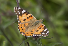 Vanessa cardui