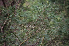 Dasineura rubiformis