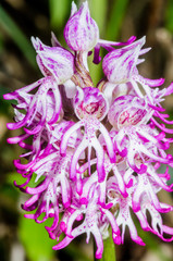 Orchis × beyrichii