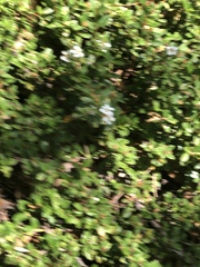 Magnoliopsida