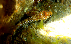 Bellapiscis lesleyae