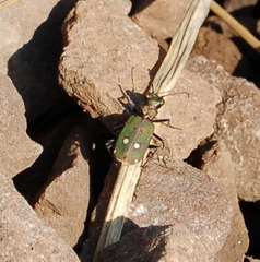 Cicindela campestris