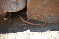 Masticophis flagellum