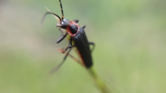 Cantharis marginiventris